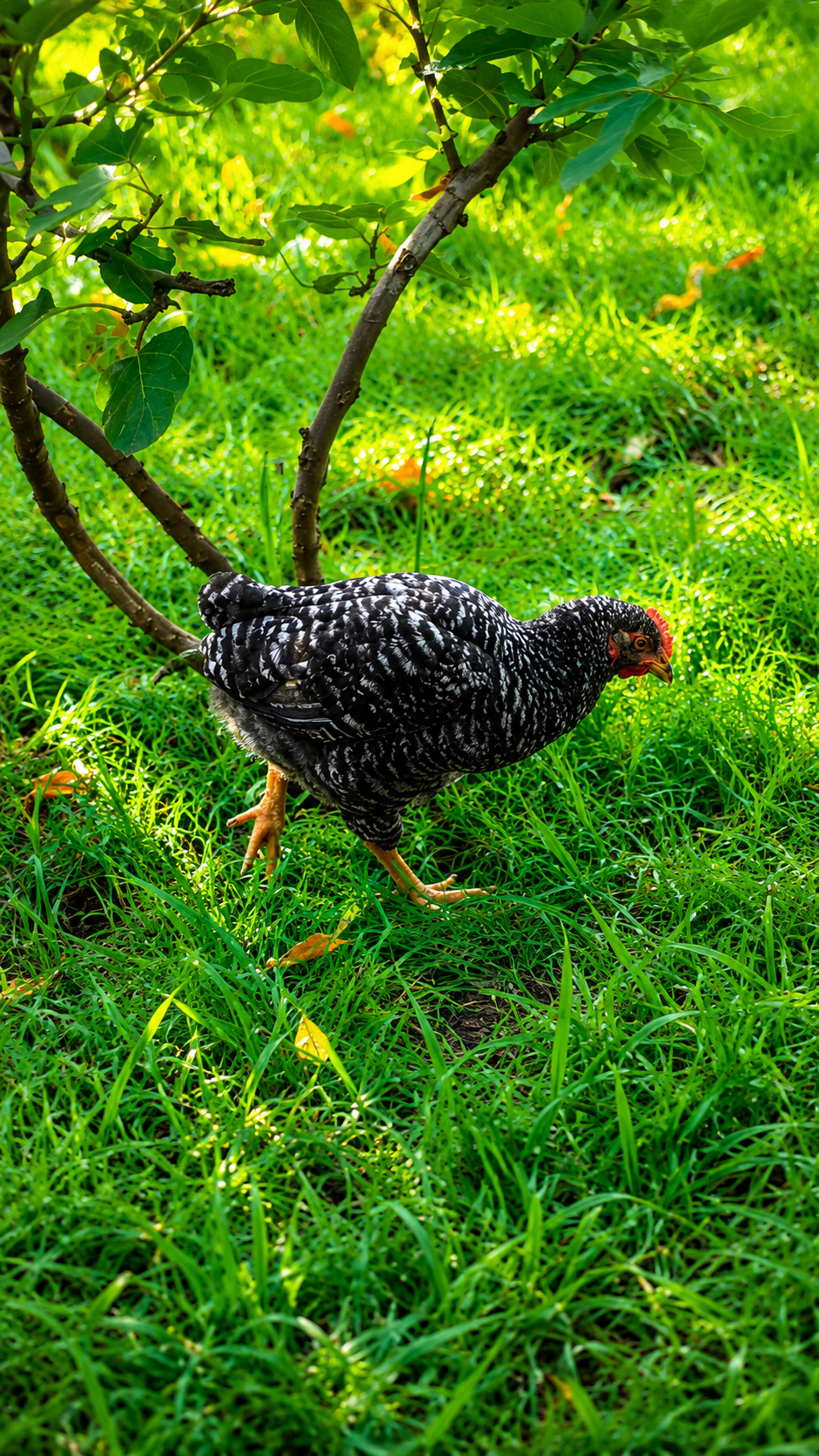 Gallina caminando entre el pasto y los árboles en el jardín de Tlaollin, escuela Waldorf Cholula